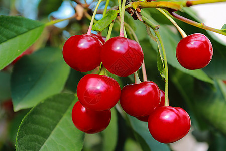 树枝上的樱桃水果浆果美食食物树叶绿色维生素红色植物收成图片