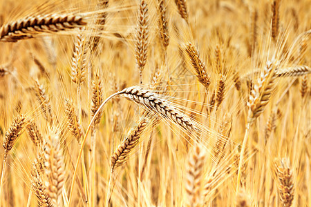 小麦场地农场金子植物玉米太阳稻草生长谷物粮食图片