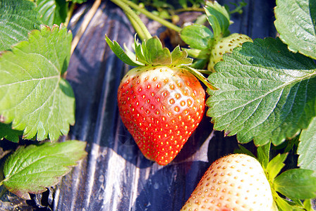草莓食品食物水果图片
