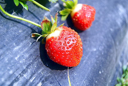 草莓食品水果食物图片