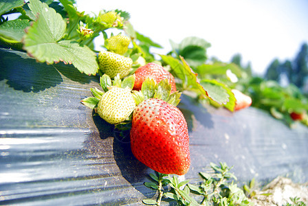 新鲜草莓水果食品食物图片