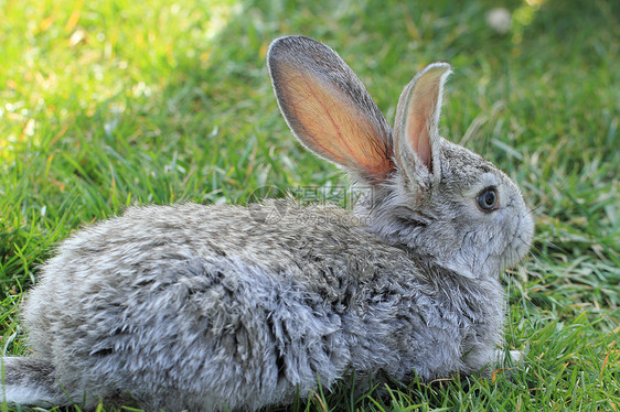 灰兔毛皮哺乳动物宠物兔形耳朵农村婴儿草地农场动物图片