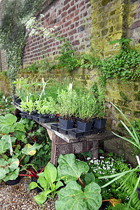 花园墙旁的栽种植物图片