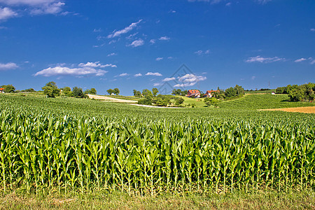 农业农村地貌的玉米田图片
