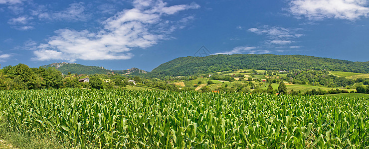 绿色农业田 全景观图片