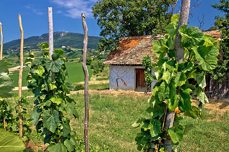 Kalnik传统葡萄园和小屋图片