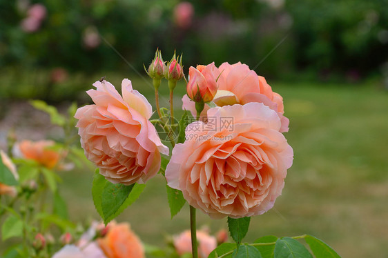 花园中的粉红玫瑰园艺花瓣粉色树叶植物绿色叶子植物学花朵活力图片