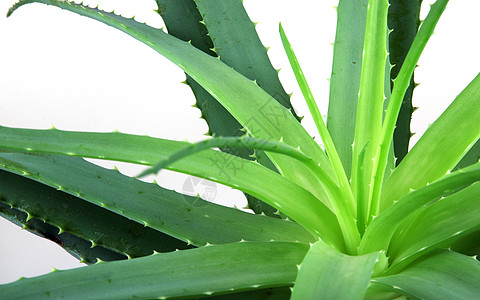 Aloe 阴阳凝胶面霜果汁芦荟植物芦荟汁概念白色图片