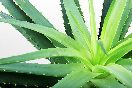Aloe 阴阳白色果汁芦荟汁凝胶芦荟植物概念面霜图片