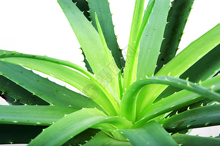 Aloe 阴阳植物芦荟白色果汁凝胶芦荟汁面霜概念图片