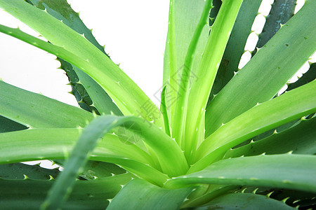 Aloe 阴阳凝胶果汁芦荟汁白色植物概念芦荟面霜背景图片