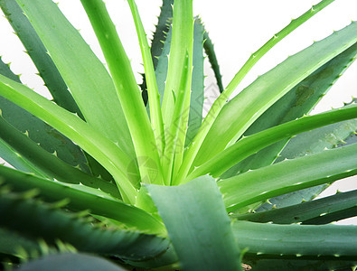 Aloe 阴阳白色芦荟植物面霜凝胶芦荟汁概念果汁图片