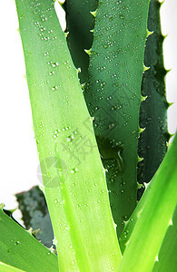 Aloe 阴阳凝胶芦荟果汁白色芦荟汁面霜植物概念图片