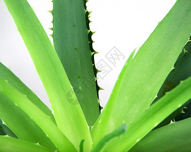 Aloe 阴阳芦荟白色面霜概念凝胶植物果汁芦荟汁图片