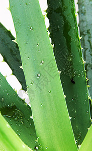 Aloe 阴阳凝胶白色果汁概念植物芦荟芦荟汁面霜图片