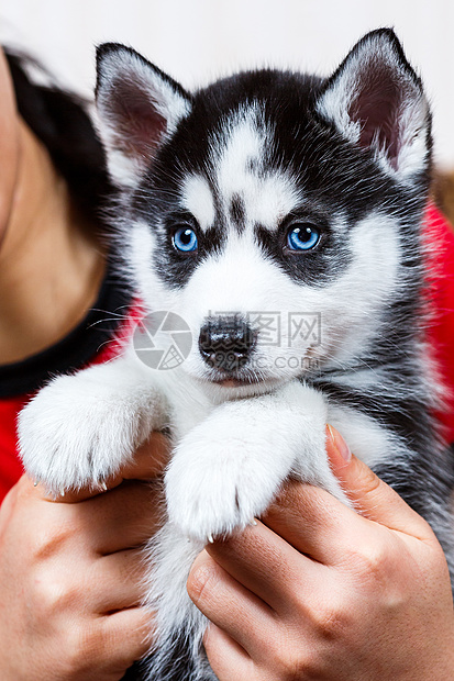 西伯利亚哈斯基小狗白色犬类婴儿黑色眼睛动物毛皮蓝色图片