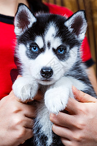 西伯利亚哈斯基小狗蓝色黑色婴儿眼睛犬类毛皮白色动物图片