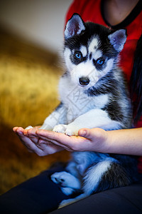 西伯利亚哈斯基小狗黑色毛皮白色犬类婴儿眼睛蓝色动物图片