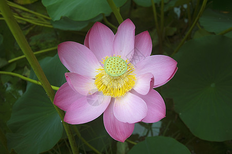 莲花花粉色绿色植物树叶生活花瓣池塘百合图片