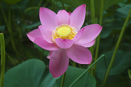 莲花花花瓣植物百合池塘生活粉色绿色树叶图片