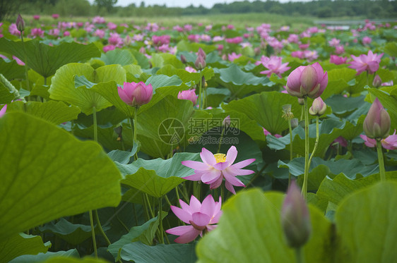 莲花花粉色百合池塘植物生活花瓣树叶绿色图片