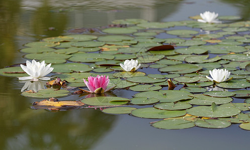 白水或莲花花图片