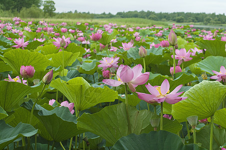 莲花花百合粉色生活树叶花瓣池塘植物绿色图片