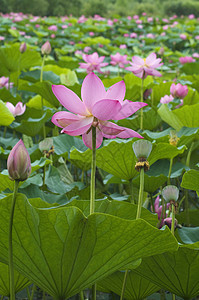 莲花花生活绿色植物树叶花瓣百合粉色池塘图片