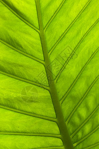 叶子草本生态草本植物绿色生长植物学静脉植物群环境植物图片