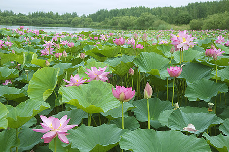 莲花花植物粉色树叶生活池塘花瓣百合绿色图片