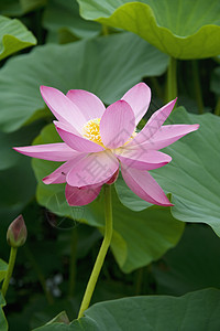 莲花花百合池塘树叶生活绿色植物粉色花瓣图片