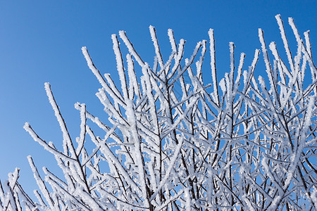 特写寒雪树的枝叶磨砂天气白色分支机构窗户季节季节性森林红色水晶图片