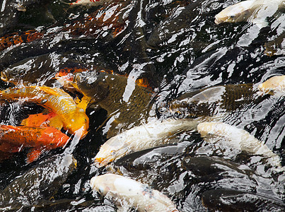 Koi在动物园游泳传统绿化溪流橙子锦鲤野生动物宠物花园园林热带图片