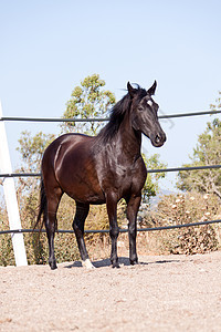 马在户外滚动的马匹中 可口可乐脊椎动物晴天饲养自由舞步鬃毛良种马术蓝色牧场图片