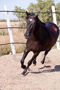 马在户外滚动的马匹中 可口可乐良种荒野动物蓝色马术哺乳动物舞步牧场鬃毛晴天图片