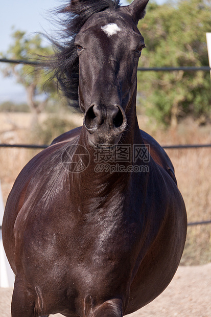 马在户外滚动的马匹中 可口可乐蓝色马术自由哺乳动物行动良种牧场头发饲养舞步图片