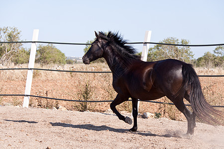 马在户外滚动的马匹中 可口可乐天空饲养晴天良种头发自由马术蓝色鬃毛哺乳动物图片