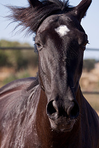 马在户外滚动的马匹中 可口可乐鬃毛舞步天空动物哺乳动物饲养牧场头发良种行动图片