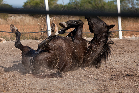 马在户外滚动的马匹中 可口可乐舞步哺乳动物良种行动脊椎动物饲养头发天空蓝色牧场图片
