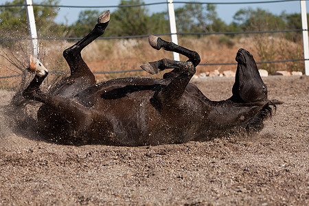 马在户外滚动的马匹中 可口可乐自由马术牧场脊椎动物荒野天空蓝色行动头发舞步图片