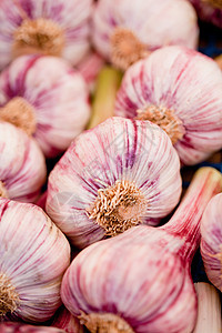 篮子宏中紫白大蒜组辣度农场营养收藏食物草本植物收成膳食生活紫色图片