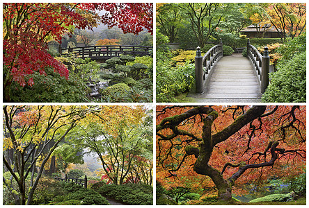 秋山的日式花园图片