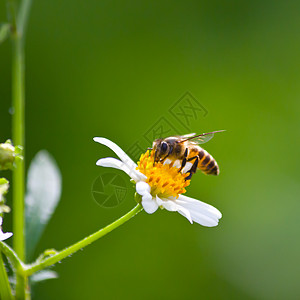 蜜蜂雏菊植物季节宏观蜂蜜野花活力花粉花园翅膀图片