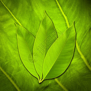 叶子草本静脉草本植物环境生态植物学植物树叶绿色生长图片