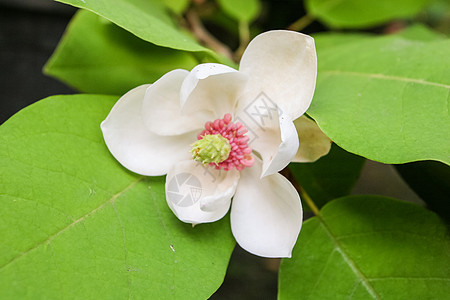 马格努利亚维塞内里语Name绿色美丽玉兰花瓣植物群花园白色叶子季节性植物图片