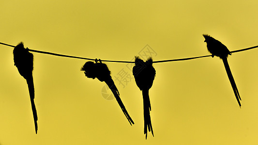 悬吊在铁丝网上的飞鼠鸟斑点长尾电线野生动物金属鼠鸟电缆灰褐色图片