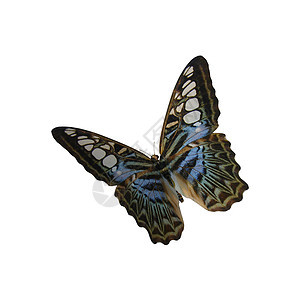蓝色剪花蝴蝶动物脆弱性动物群鳞翅目白色活力昆虫野生动物生物学环境图片