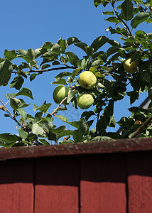花园围栏后面的绿苹果绿色叶子水果木头农场栅栏红色季节园艺分支机构图片