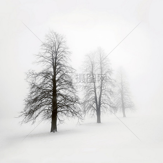 雾中的冬树黑色多云白色剪影薄雾风景分支机构场景树干天气图片