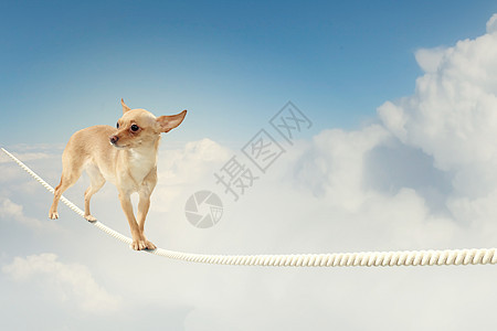 狗在绳索上平衡宠物危险漫画场景马戏团乐趣电缆动物诡计小狗图片